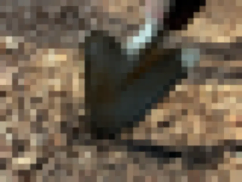 Metal shovel planted in outdoor soil and wood chips near garden.